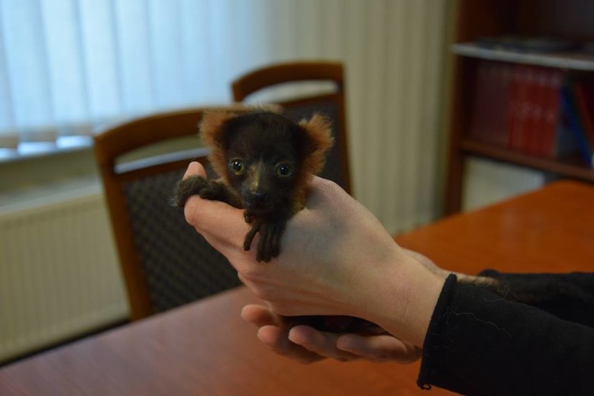 Mały lemur pod ludzką opieką