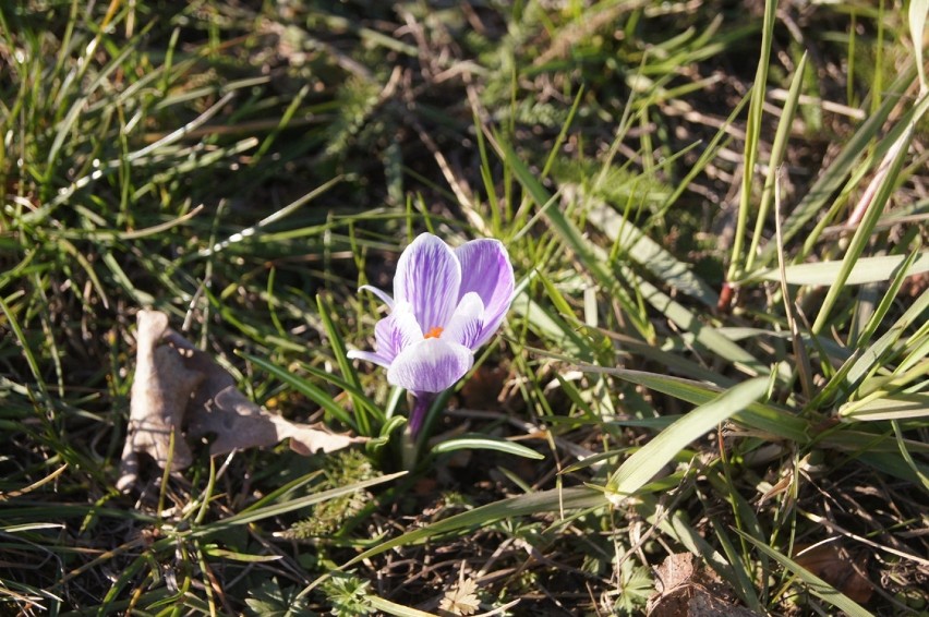 Wiosna w Radomsku: Kwitną krokusy