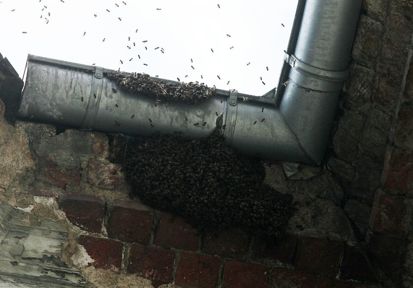 Rój pszczół na kamienicy w Legnicy (ZDJĘCIA)