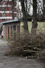 Kraków. Wycięli wiśnie, o które dbali mieszkańcy. Teraz będzie tam ogród społeczny?