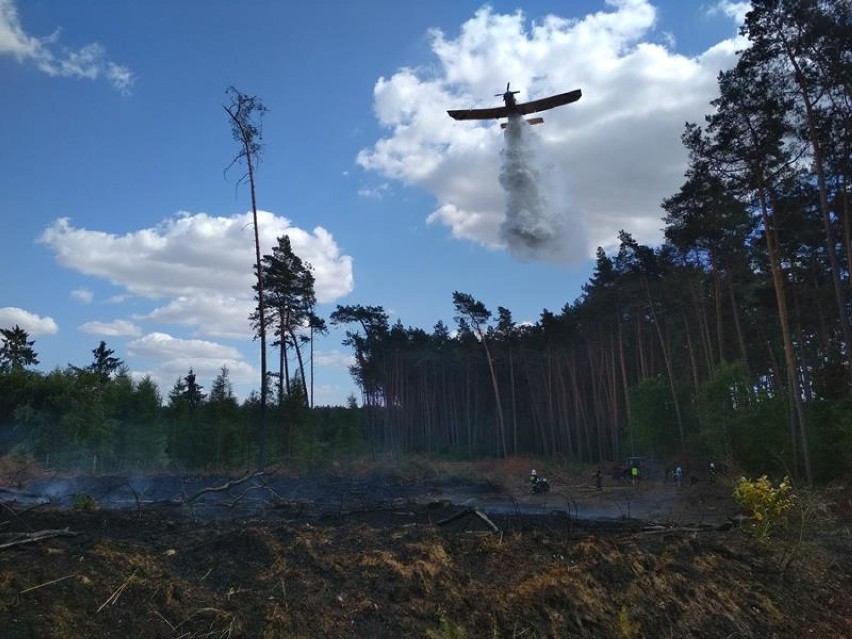 Pożar lasu w Klotyldzinie. W akcji gaśniczej brały udział dwa samoloty [FOTO]