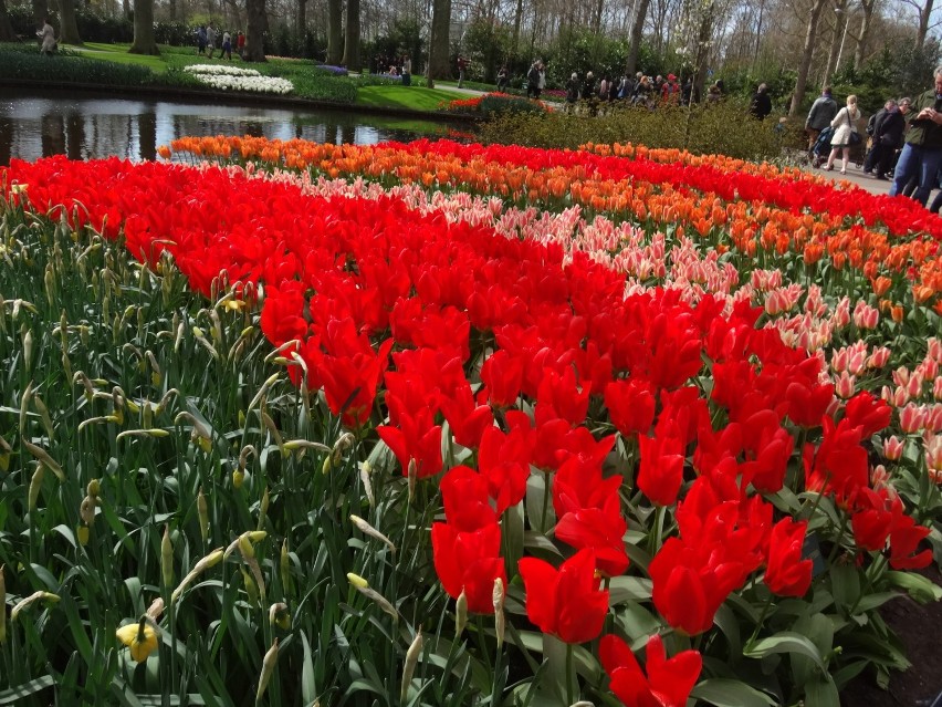 Holenderskie tulipany /cz.1 / [zdjęcia]