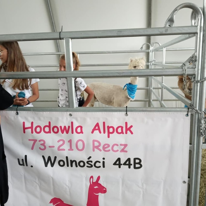 ZODR Barzkowice zaprasza na IV Międzyregionalny Pokaz Alpak 