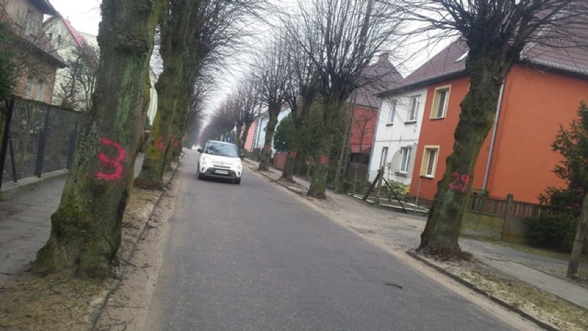 Na ulicy Miłej w Bytowie będzie wycinka drzew. Urzędnicy zapewniają, że będą nowe nasadzenia [FOTO] 