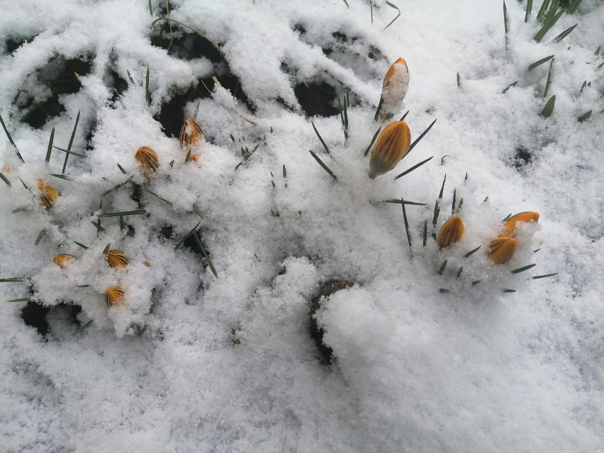 Kwiatki przyprószone śniegiem w drugi dzień wiosny.