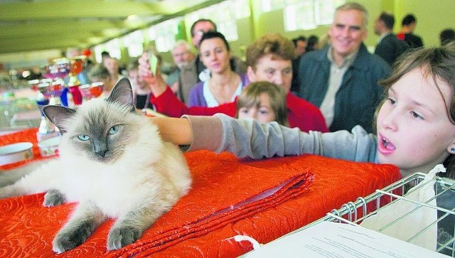 Na wystawie zaprezentuje się około 400 kotów różnych ras z całej Europy, których piękno oceniać będą wykwalifikowani sędziowie