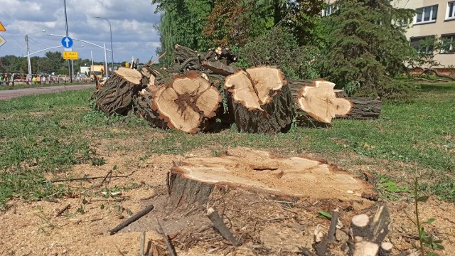 Kalisz: Drogowcy wycinają drzewa przy ulicy Podmiejskiej. Dlaczego?