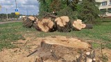 Kalisz: Drogowcy wycinają drzewa przy ulicy Podmiejskiej. Dlaczego? ZDJĘCIA