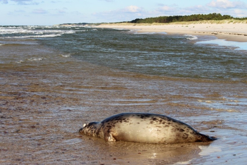 Kolejne martwe foki pojawiły się na plaży w Ustce, Dębinie i...