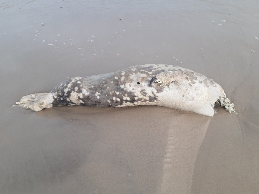 Kolejne martwe foki pojawiły się na plaży w Ustce, Dębinie i...