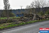 Powiat oleśnicki. Tysiące drzew poszło pod topór. Trwa wycinka!  (ZDJĘCIA) 