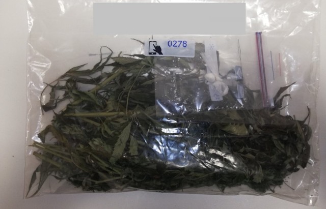 Policjanci z Komendy Powiatowej Policji w Wąbrzeźnie na działce w Dębowej Łące znaleźli rosnące krzaki konopi, a w jednym z domów w tej wsi woreczki z marihuaną i amfetaminą