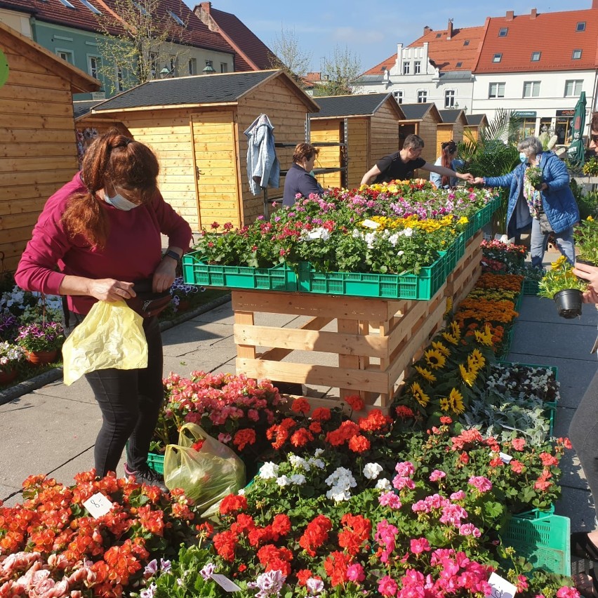 Kwiatobazar znów zagości na Rynku w Wodzisławiu Śl.