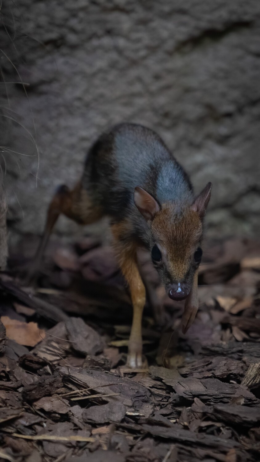 Warszawskie Zoo ma nowego mieszkańca. Na świat przyszedł uroczy myszojeleń