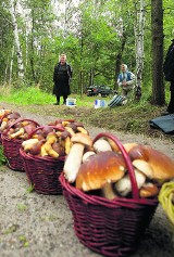 Uważaj, jakie grzyby zbierasz! Naprawdę szkoda wątroby