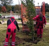Kilkaset nowych drzew i krzewów zostanie zasadzonych w Radomiu. Sprawdź gdzie