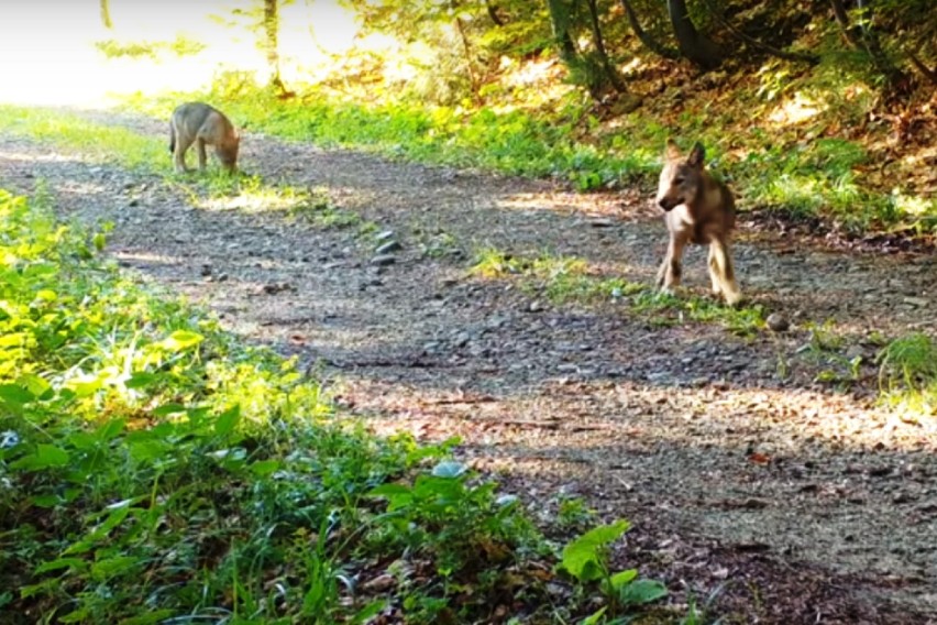 Młode wilki w beskidzkich lasach! Niesamowite nagranie Stowarzyszenia dla Natury "Wilk" [WIDEO]