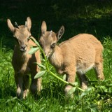 Kraków: w zoo urodziły się markury turkmeńskie