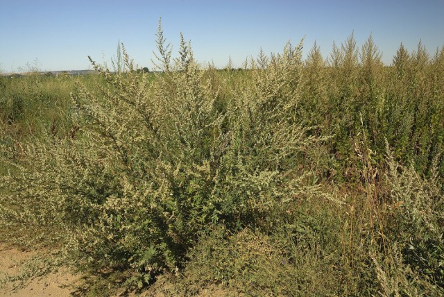 Bylica pospolita to jedna z najczęściej alergizujących roślin w Polsce. Stężenie jej pyłków znacznie wzrasta w trzecim i czwartym tygodniu lipca, a najbardziej daje się we znaki w drugiej połowie wakacji.