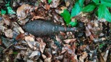 Niewybuch znaleziony w lesie w Zagórzu. To granat moździerzowy z czasów II wojny światowej