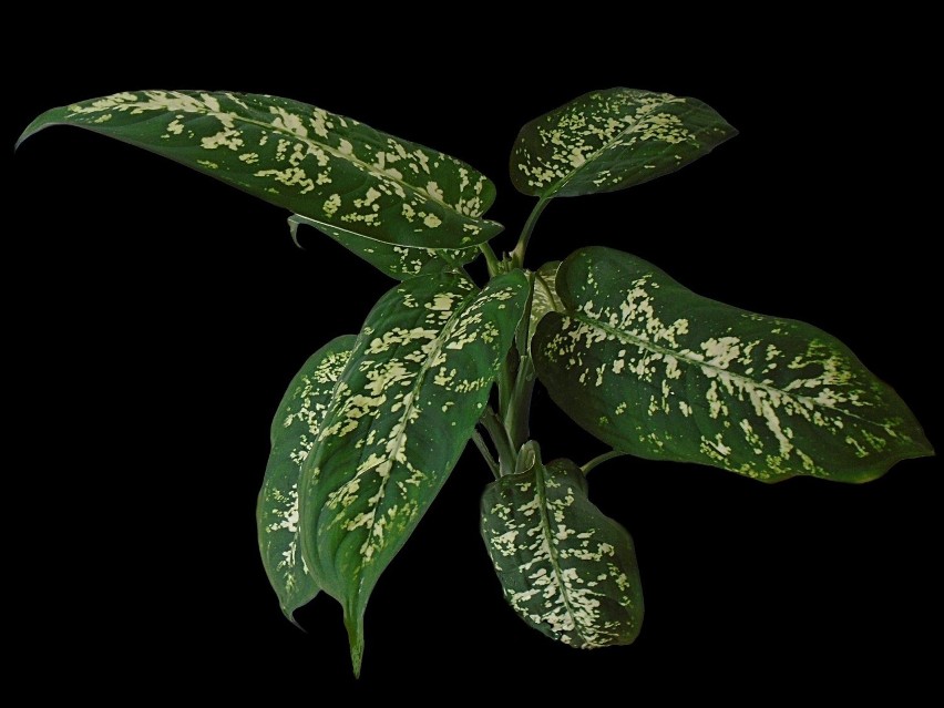 Diffenbahia to jedna z najbardziej niebezpiecznych roślin...