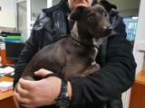 Psy do adopcji. Te zwierzęta czekają w schronisku w Toruniu na nowy dom