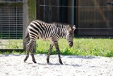 Zebra urodziła się w opolskim ZOO