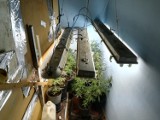 Policjanci z Rypina zlikwidowali domową plantację marihuany
