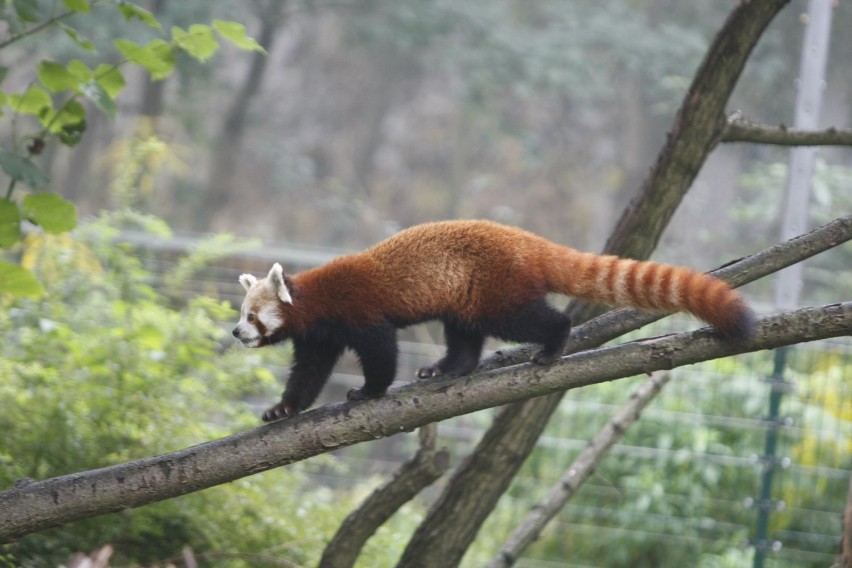 Św. Mikołaj u pandy małej w oliwskim zoo. Co jej przyniesie?