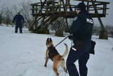 Szkolenie psów służbowych. Pozorant nie miał łatwo. Zobacz zdjęcia