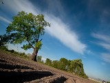 Dąb w Budzisławiu powalczy o tytuł Drzewa Roku 2013