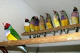 Szykuje się kolejna Wystawa Ptaków Egzotycznych w Grudziądzu