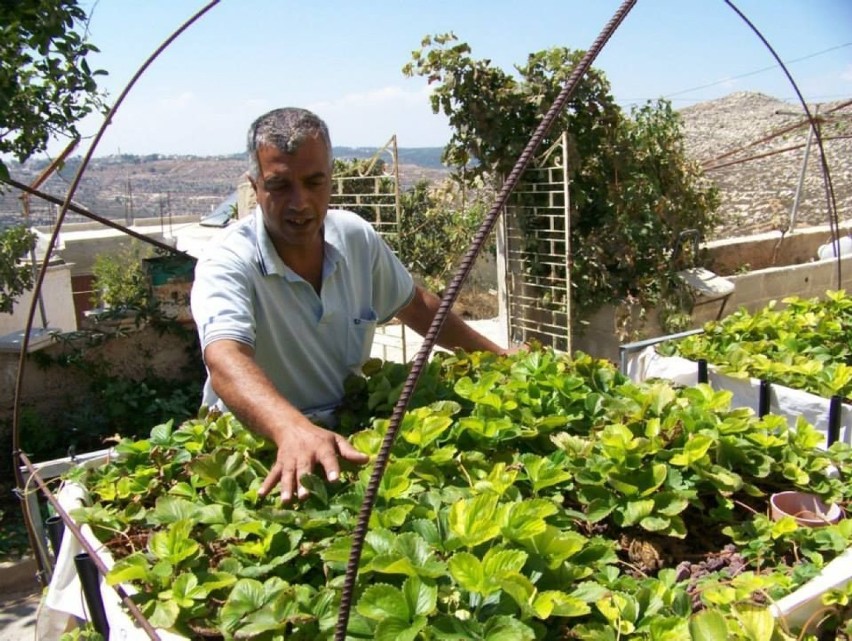 Polskie innowacje rolnicze redukują ubóstwo w Palestynie