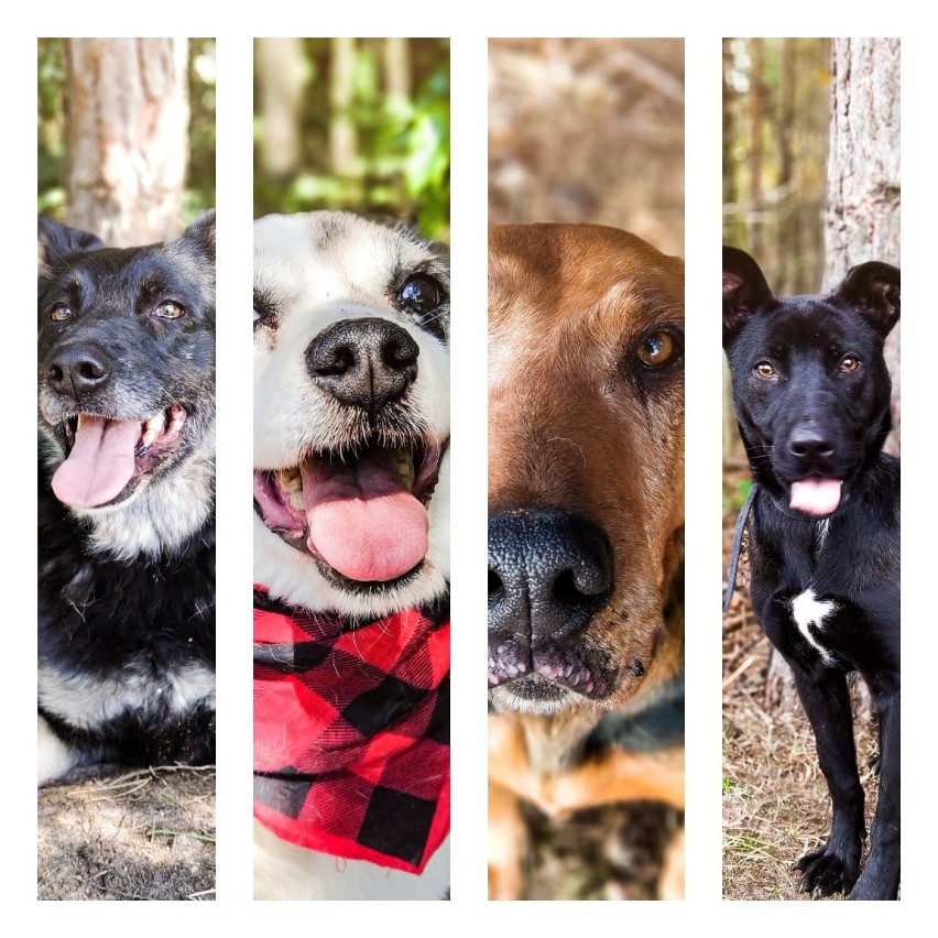 Szukamy domu dla bezdomnych psów Fundacji Schroniska Funny Pets w Czartkach. Dziś kolejne sześć czworonogów z miasta Sieradz ZDJĘCIA