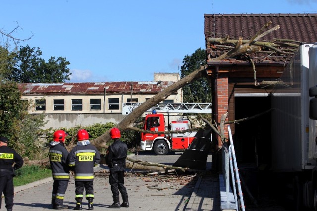 Drzewo uszkodziło dach sklepu w Legnicy