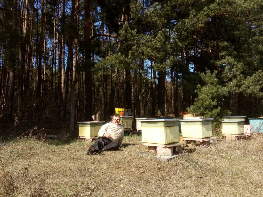 Po zimie każdy pszczelarz sprawdza swoją pasiekę, by...