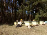 Pierwszy po zimie przegląd pasieki. Ryszard Władkowski z Przełaz opowiada o swoich pszczołach