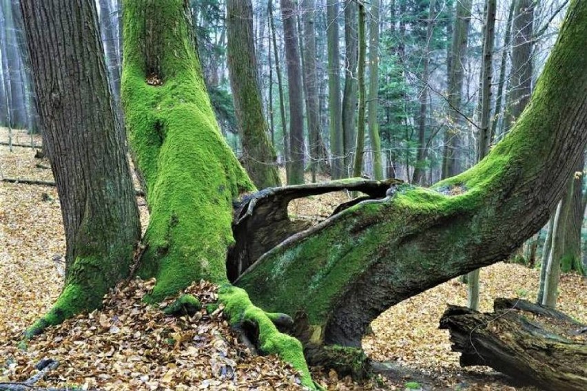 Góra Miłkowa - Rezerwat "Obrożyska"...