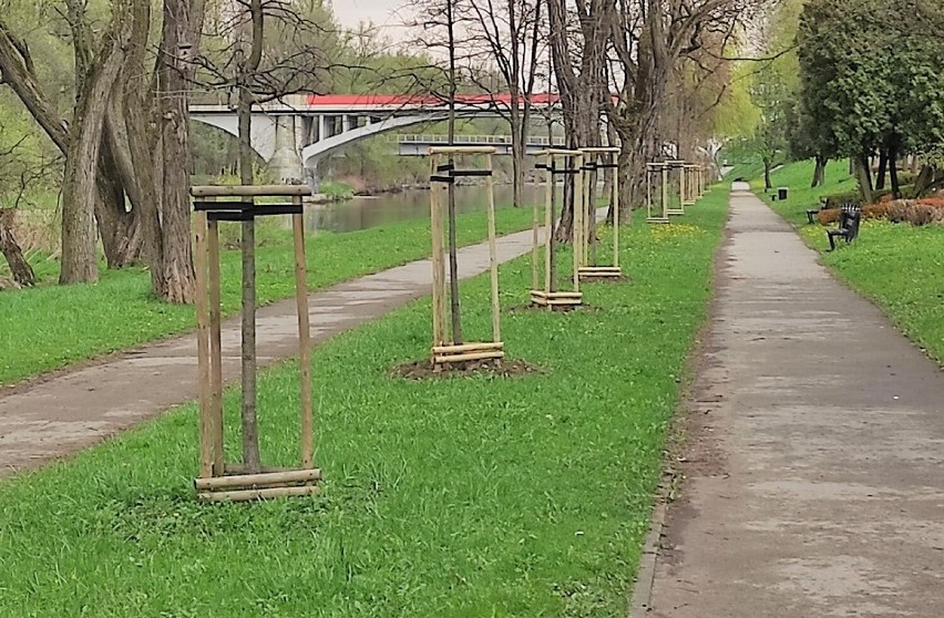 Na wiosnę w Oświęcimiu posadzono ponad 400 drzew, m.in. na...