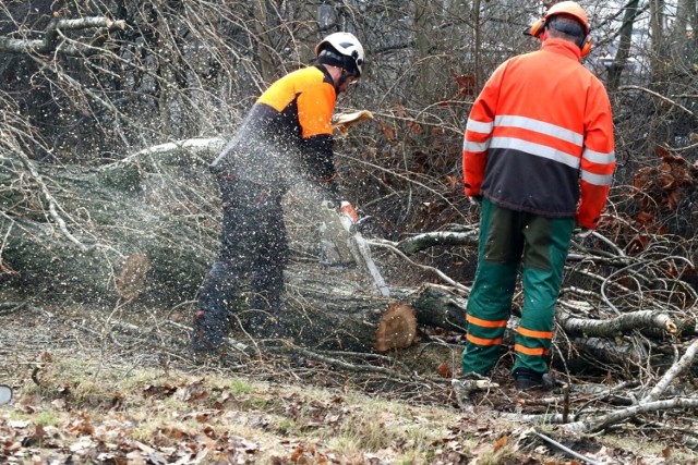 Zmowa firm dotyczyła przetargu na świadczenie usług wycinki, nasadzeń i pielęgnacji drzew