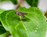 Walka z plagą komarów w Lubinie. Miasto zapowiada odkomarzanie, dowiedz się kiedy!
