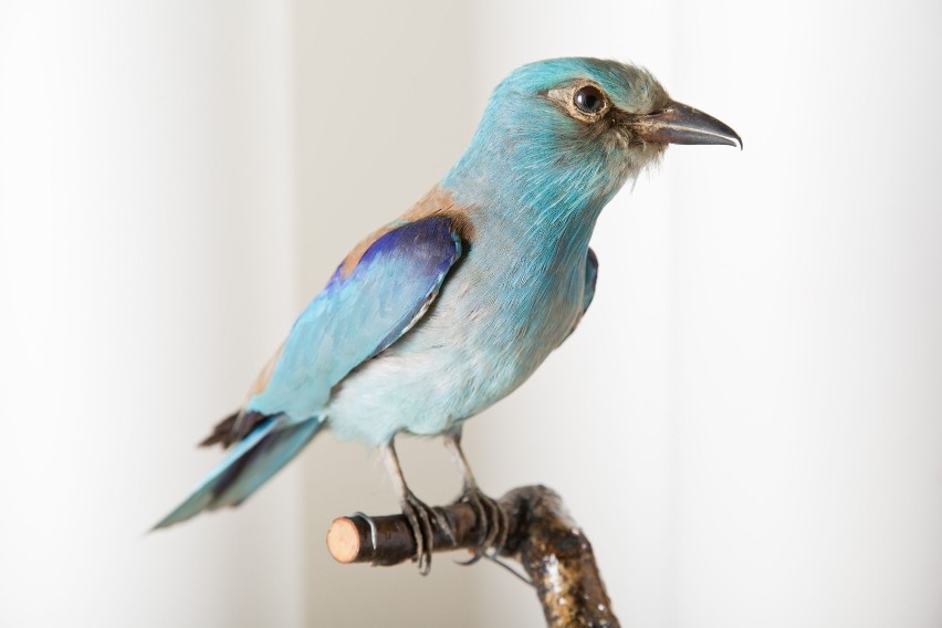 Bytom : Prywatna kolekcja ornitologiczna w Muzeum Górnośląskim!