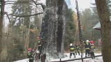 Dąb Chrobry w Borach Dolnośląskich został podpalony [wideo, zdjęcia]