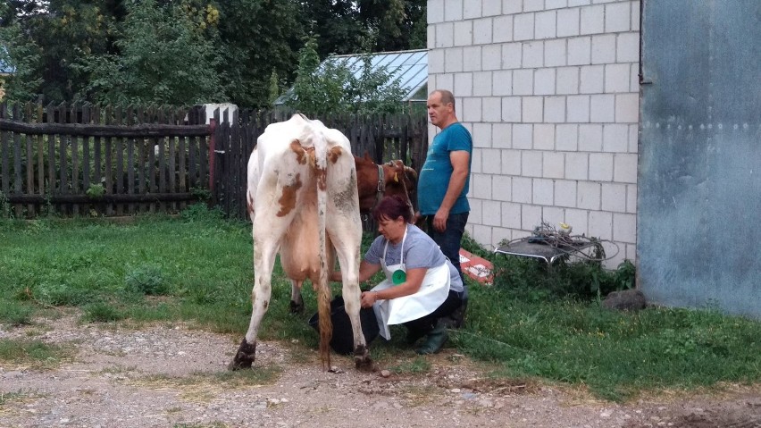 Konkurs ręcznego dojenia krów