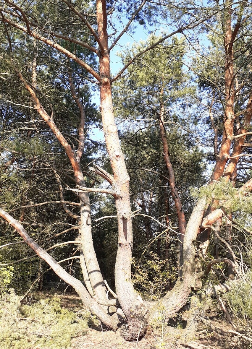 Gmina Skoki. Wymyśl imię dla wyjątkowego drzewa rosnącego na terenie gminy Skoki 