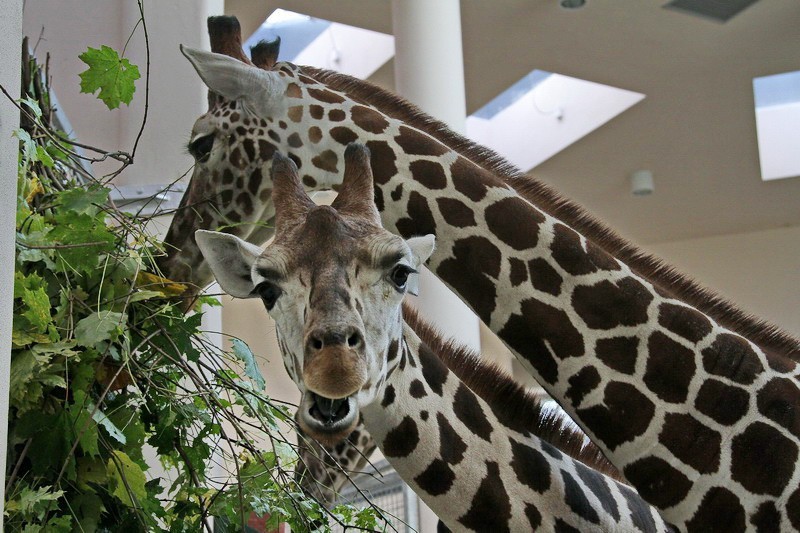 ZOO w Krakowie: otwarcie Pawilonu "Żyrafiarni". Żyrafy są wreszcie w Krakowie [ZDJĘCIA, VIDEO]