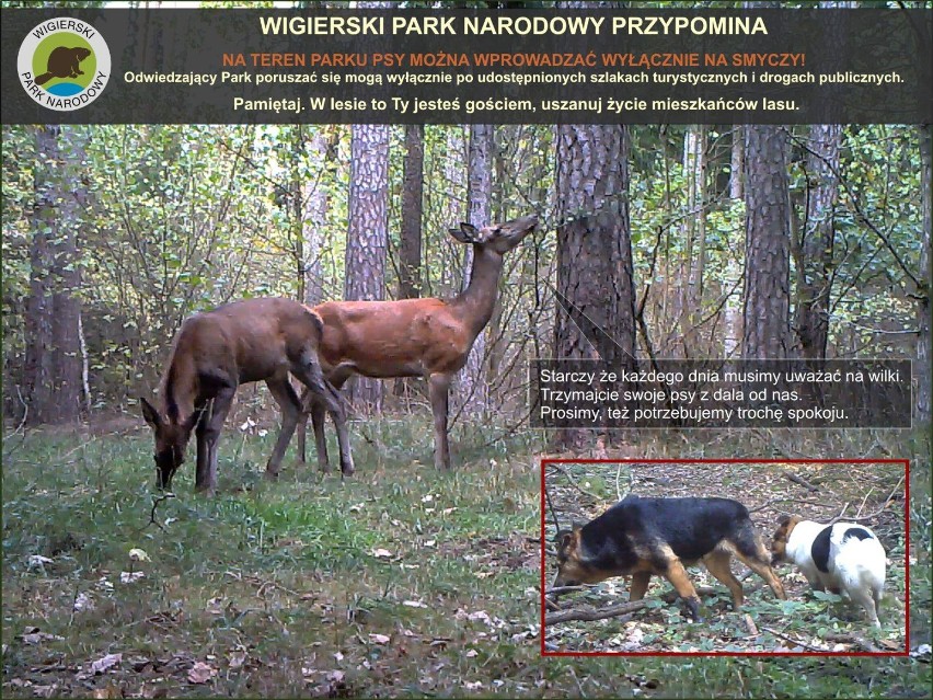 Wigierski Park Narodowy apeluje: do lasu z psem tylko na smyczy. [MEMY]
