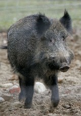 Zbąszyń. Dziki w mieście. Leśne zwierze zaatakowało psa. [ZDJĘCIA]