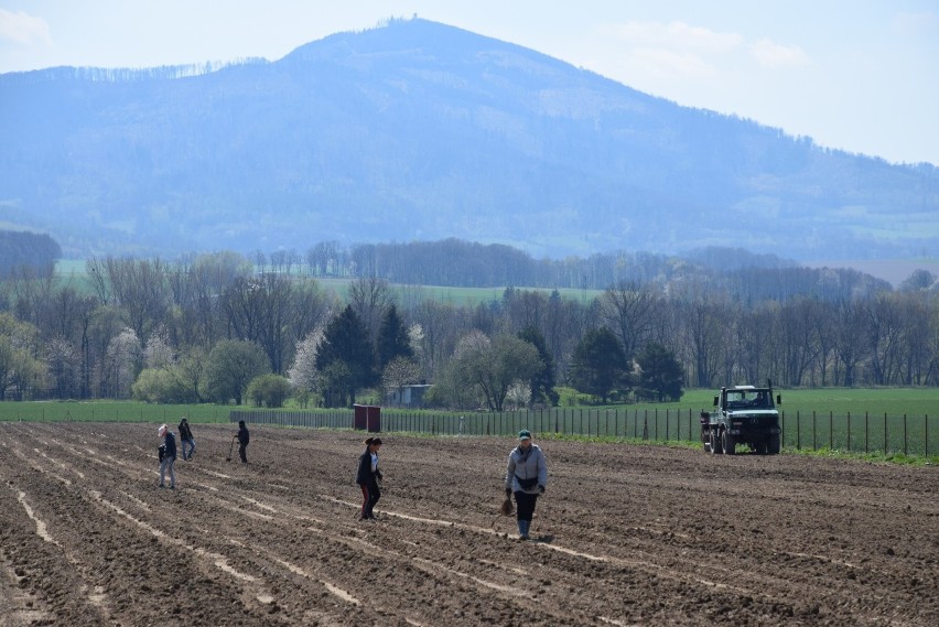 Sadzenie winnicy w Charbielinie, kwiecień 2021