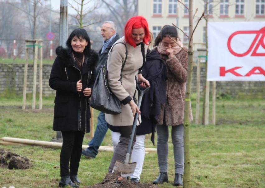 20 drzew posadzono w Kaliszu w sąsiedztwie Gastronomika
